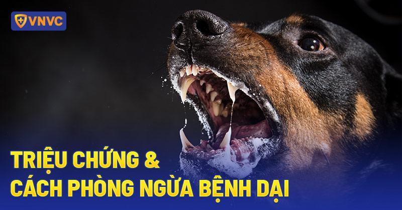 Vết Thương Bị Chó Cắn Xước Nhẹ Không Chảy Máu: Đừng Vội Chủ Quan!